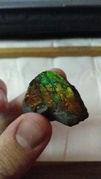 Ammoliet (Korite), Ophalen of Verzenden, Mineraal