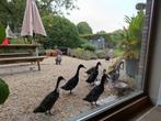 Indische loopeenden, Dieren en Toebehoren, Pluimvee, Vrouwelijk