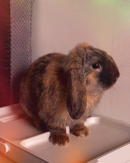 Rammetje te koop, Dieren en Toebehoren, Konijnen