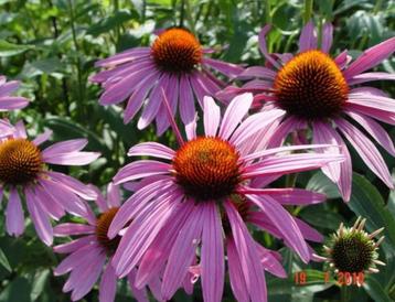 Echinacea purpurea  beschikbaar voor biedingen