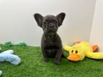 Fluffy Franse Bulldog pups, Dieren en Toebehoren, België, 8 tot 15 weken, CDV (hondenziekte), Bulldog