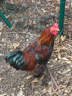 Brahma haan goudpatrijs groothoender, Dieren en Toebehoren, Pluimvee
