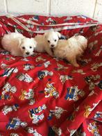 Maltezer pups, Dieren en Toebehoren, Honden | Chihuahua's en Gezelschapshonden, België, Maltezer, 8 tot 15 weken, CDV (hondenziekte)