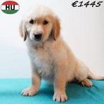 Golden retriever pups - Echte zonnestraaltjes te koop, Dieren en Toebehoren, Golden retriever, 15 weken tot 1 jaar, Buitenland