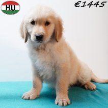 Golden retriever pups - Echte zonnestraaltjes te koop, Dieren en Toebehoren, Honden | Retrievers, Spaniëls en Waterhonden, Reu