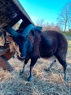 Soay ram, Mâle, Mouton, 0 à 2 ans