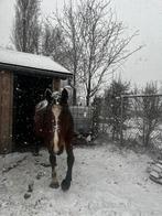 Paard te koop, Dieren en Toebehoren, Ophalen of Verzenden, Zo goed als nieuw