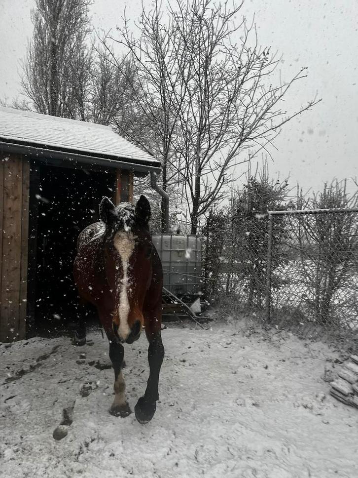 Paard te koop, Animaux & Accessoires, Chevaux & Poneys | Produits de soin, Comme neuf, Enlèvement ou Envoi