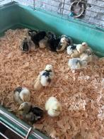 Poussins et jeunes poulettes de différentes races disponible