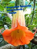 Brugmansia sanguinea aurantia orange, Enlèvement