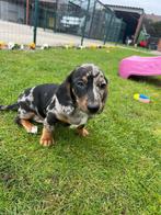 Teckel en dwergteckel pups, Dieren en Toebehoren, Honden | Teckels en Dashonden, 15 weken tot 1 jaar, CDV (hondenziekte), Dwerg