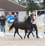 Magnifieke welsh sectie B pony, Dieren en Toebehoren, Pony's, Merrie, Gechipt, 0 tot 2 jaar, B pony (1.17m tot 1.27m)