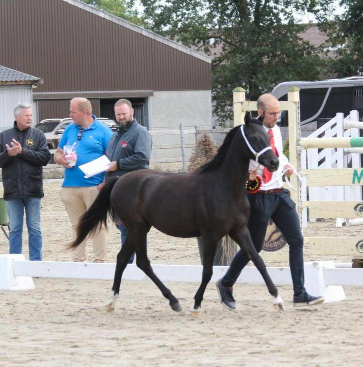 Magnifieke welsh sectie B pony, Dieren en Toebehoren, Pony's, Merrie, Onbeleerd, B pony (1.17m tot 1.27m), Recreatiepony, 0 tot 2 jaar
