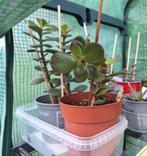 Plantenruilkast Dendermonde, Huis en Inrichting, Kamerplanten, Ophalen, Ficus