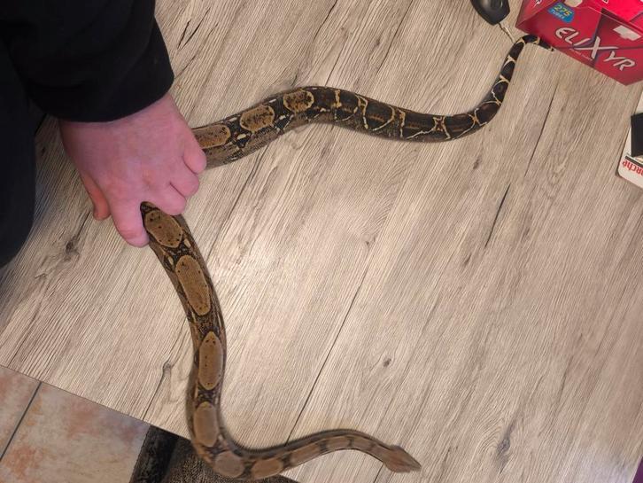 Boa imperator colombien 2024(male), Dieren en Toebehoren, Reptielen en Amfibieën, Slang, 0 tot 2 jaar