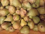 Peren conference bio, Ophalen