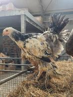 Brahma hanen, Dieren en Toebehoren, Pluimvee, Mannelijk, Kip