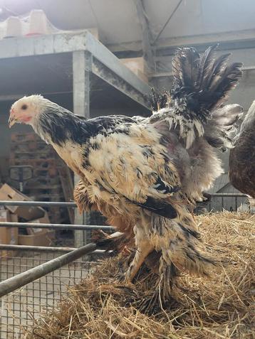 Brahma hanen  beschikbaar voor biedingen