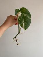 Monstera Deliciosa Albo Variegata #6, Ophalen of Verzenden