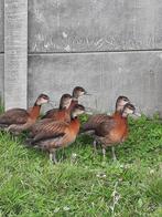 Siereenden witwang boomeenden, Dieren en Toebehoren, Meerdere dieren, Eend