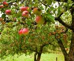 Appels plukken 1 euro per kilo, Ophalen