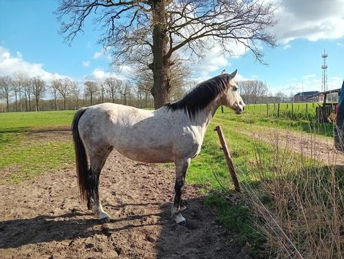11j Fokmerrie  uit 1.60m stam, Dieren en Toebehoren, Paarden, Merrie, Niet van toepassing, 165 tot 170 cm, 11 jaar of ouder, Springpaard