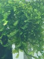 Cameroon moss. Aquariummos, Dieren en Toebehoren, Vissen | Aquaria en Toebehoren, Ophalen of Verzenden, Plant(en), Steen of Hout