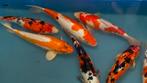 Zomerpromotie!! Japanse koi 30-35cm, Dieren en Toebehoren, Karper of Koi