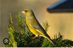Groenlingen, Dieren en Toebehoren, Vogels | Overige Vogels, Meerdere dieren, Wildzangvogel, Geringd