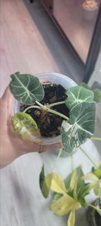 Alocasia black velvet pink, Huis en Inrichting, Kamerplanten, Ophalen