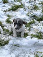 Jack russell pups, Dieren en Toebehoren, België, Jack Russell Terriër, CDV (hondenziekte), 8 tot 15 weken