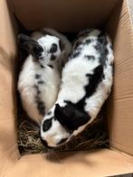 Vlinder dwergkonijntjes, Dieren en Toebehoren, Konijnen