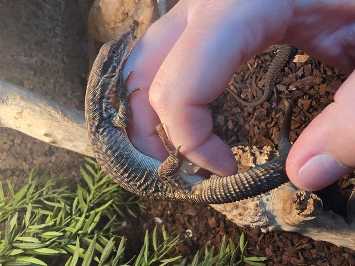 Nakweek Stekelstaartvaranen, Dieren en Toebehoren, Reptielen en Amfibieën, Amfibie