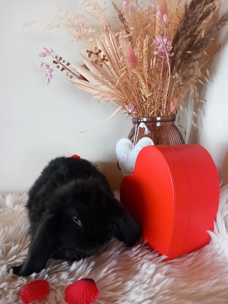 Franse hangoor Ram, Animaux & Accessoires, Lapins, Grand, Mâle, 0 à 2 ans, Oreilles tombantes