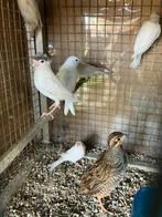Duitse kuif kanarie's, Dieren en Toebehoren, Meerdere dieren