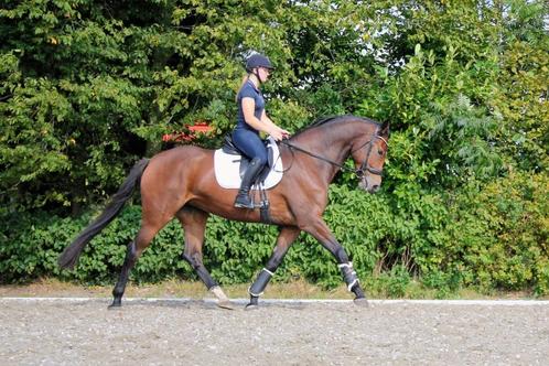 Mooie lieve 5 jarige dressuur merrie te koop, Animaux & Accessoires, Chevaux, Jument, L, 170 à 175 cm, 3 à 6 ans, Cheval de dressage