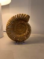Grote ammoniet Madagaskar - 2.5kg, Ophalen, Fossiel