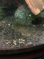 Helena slakken slak eetende slak, Dieren en Toebehoren, Vissen | Aquariumvissen