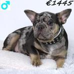 Beaux Bouledogues Français - chiots à vendre, Animaux & Accessoires, Chiens | Chihuahuas & Chiens de compagnie, 15 semaines à 1 an