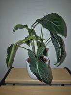 Syngonium Wendlandii, Enlèvement ou Envoi