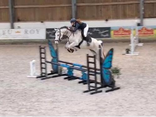 bijrijder gezocht, Dieren en Toebehoren, Paarden