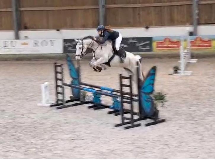 bijrijder gezocht, Dieren en Toebehoren, Paarden