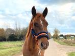Super brave Cruzado D-pony, 4jaar, Dieren en Toebehoren, Pony's, Gechipt, Ruin, Zadelmak, 3 tot 6 jaar