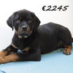 Rottweiler pups te koop, Dieren en Toebehoren, Honden | Bulldogs, Pinschers en Molossers, 15 weken tot 1 jaar, Handelaar, Buitenland