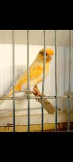 Kanaries, Dieren en Toebehoren