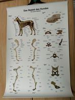 Poster skelet hond en paard, Verzamelen, Posters, Ophalen of Verzenden