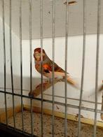 Koppel harlekijn kanaries, Dieren en Toebehoren