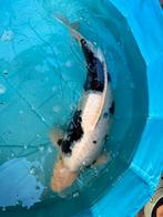 Shiro utsiri koi 60cm