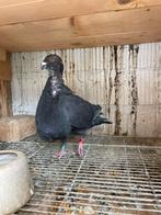 Piegeon jennense de vuelo espańol, Animaux & Accessoires, Oiseaux | Pigeons, Plusieurs animaux