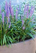 Liriope = leuke herfsgbloeier, Ophalen, Bodembedekkers, Vaste plant, Volledige schaduw